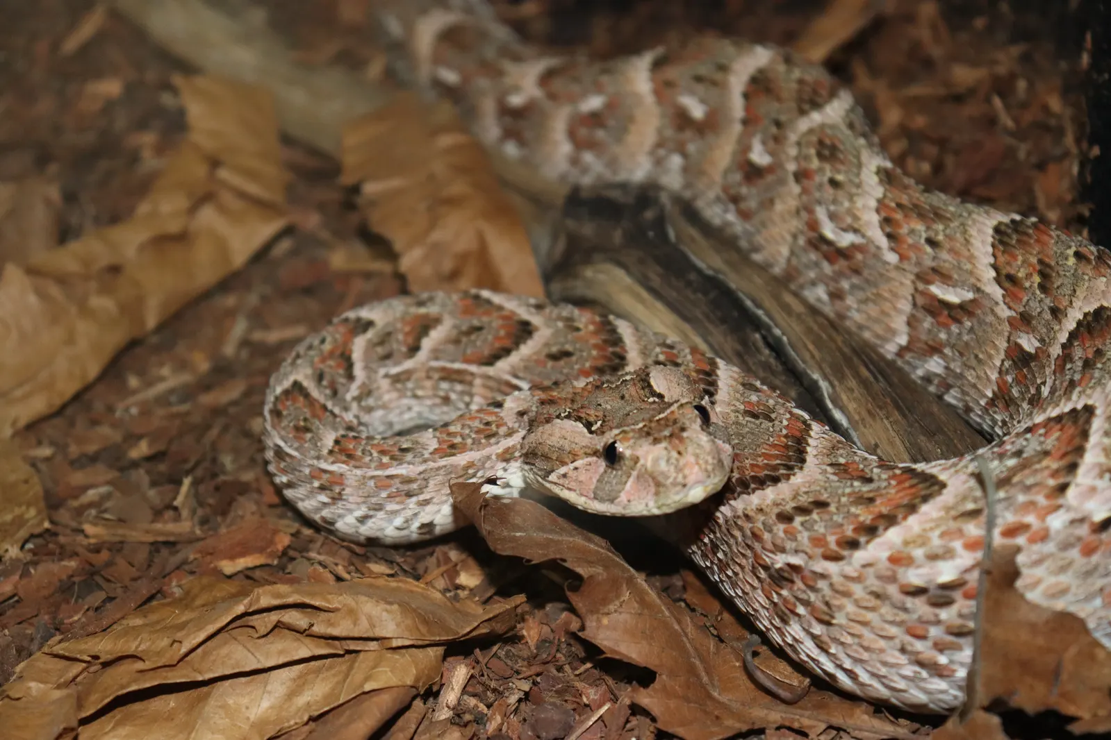 Puff adder