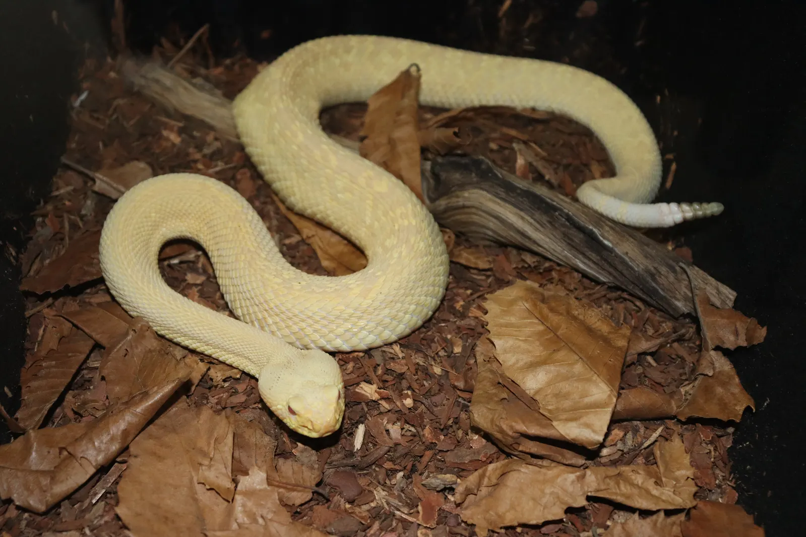 Eastern Diamondback Rattlesnake