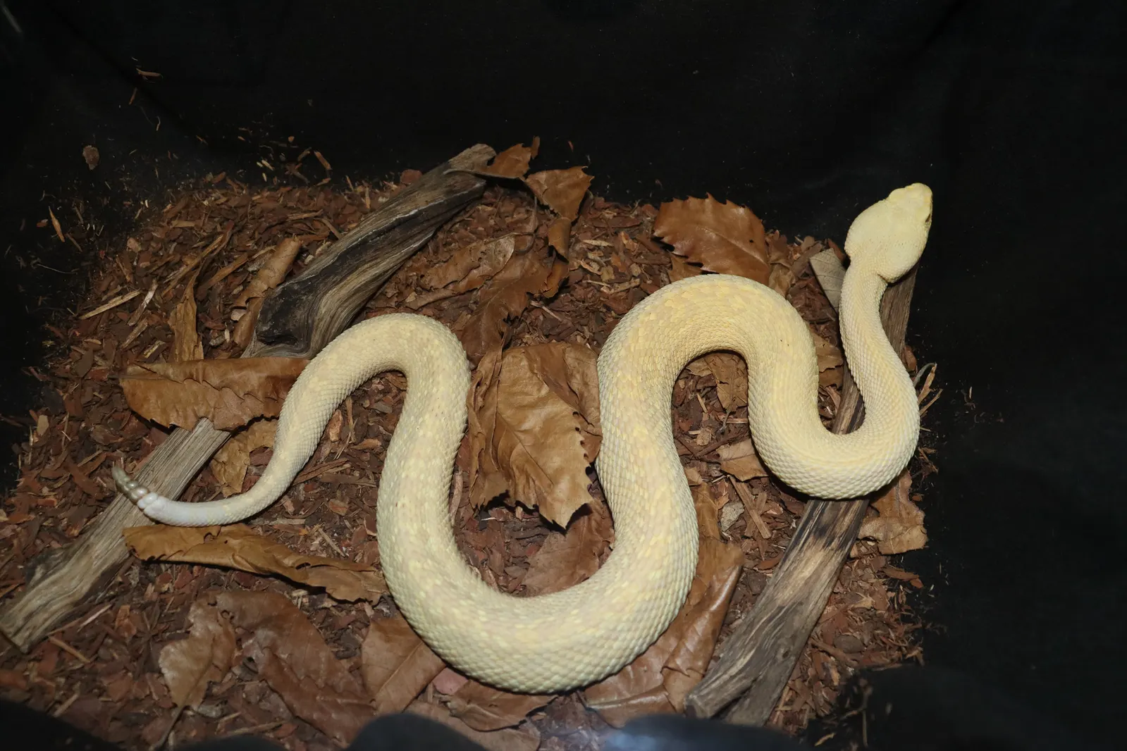 Eastern Diamondback Rattlesnake