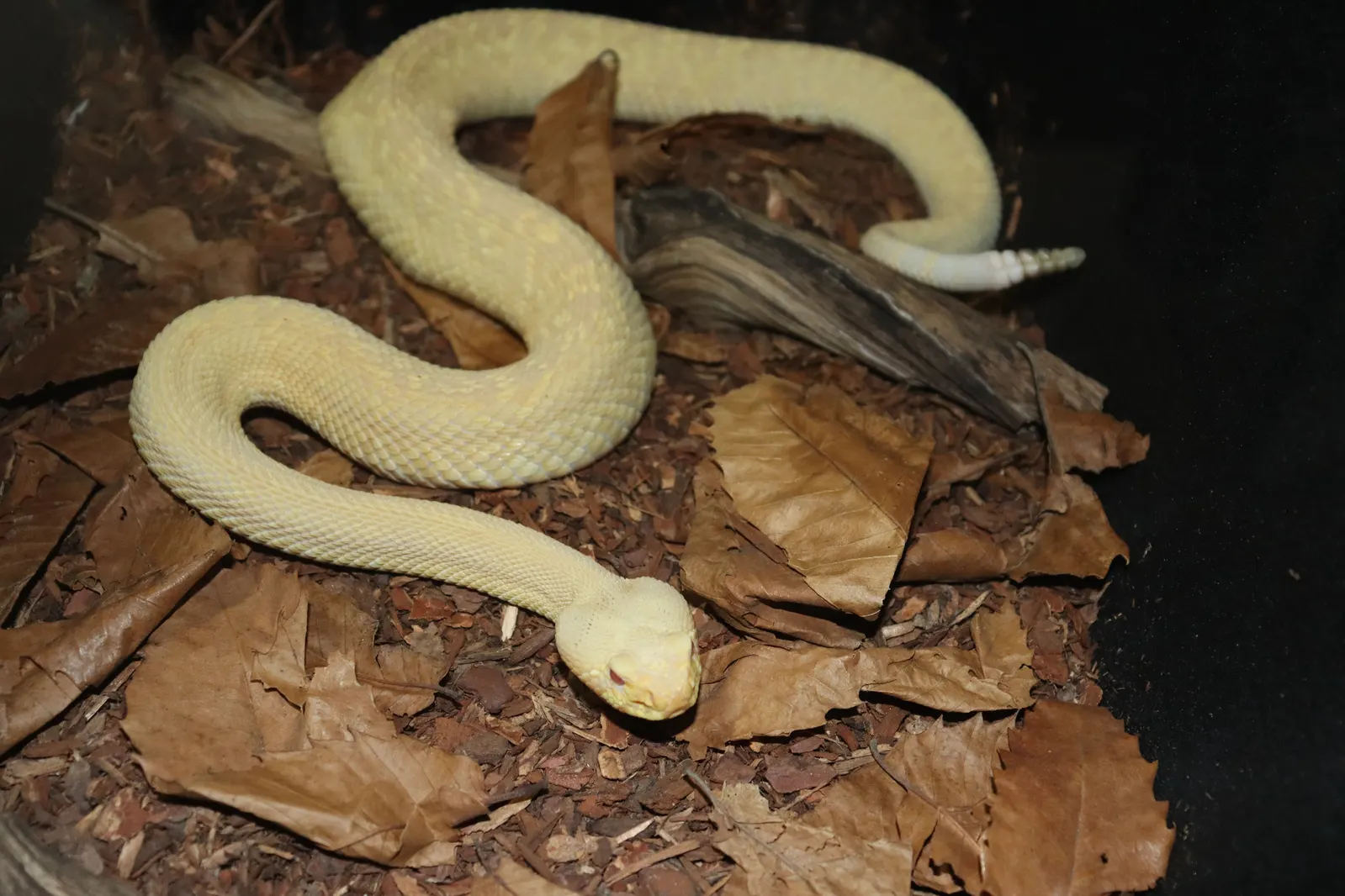 Eastern Diamondback Rattlesnake