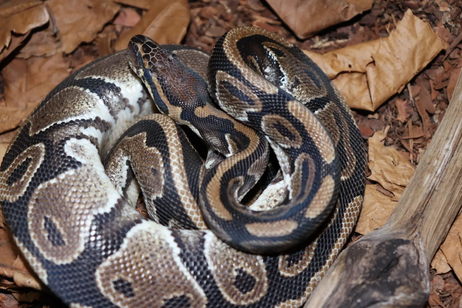Ball Python