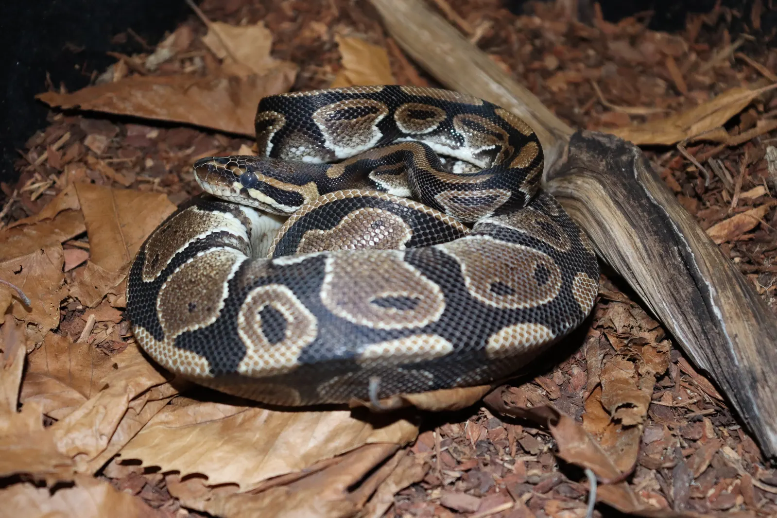 Ball Python