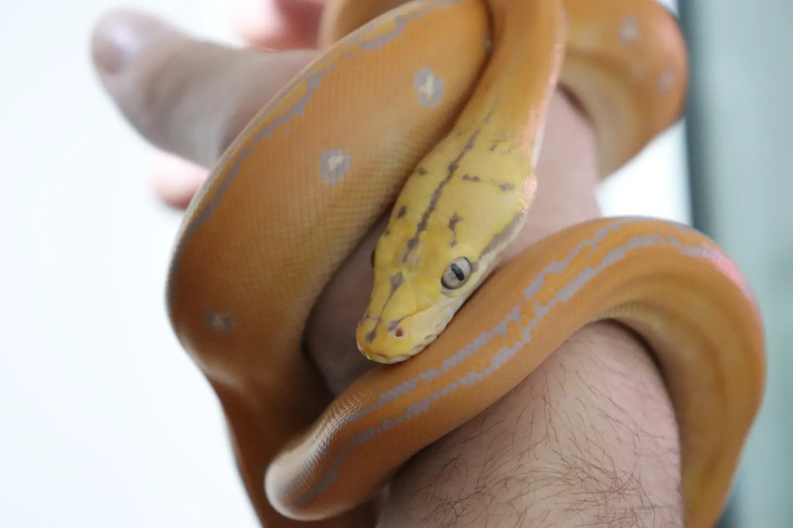 Dwarf Reticulated Python