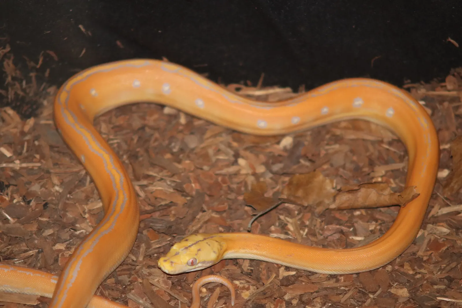 Dwarf Reticulated Python