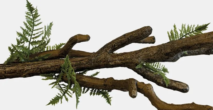 Nieuwe klimtakken en inrichting